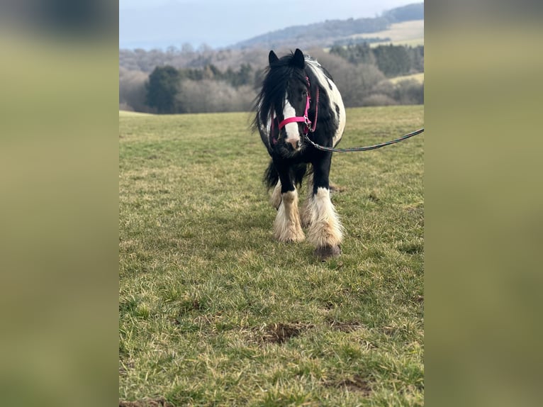 Cob Irlandese / Tinker / Gypsy Vanner Giumenta 7 Anni 120 cm Pezzato in Hillesheim