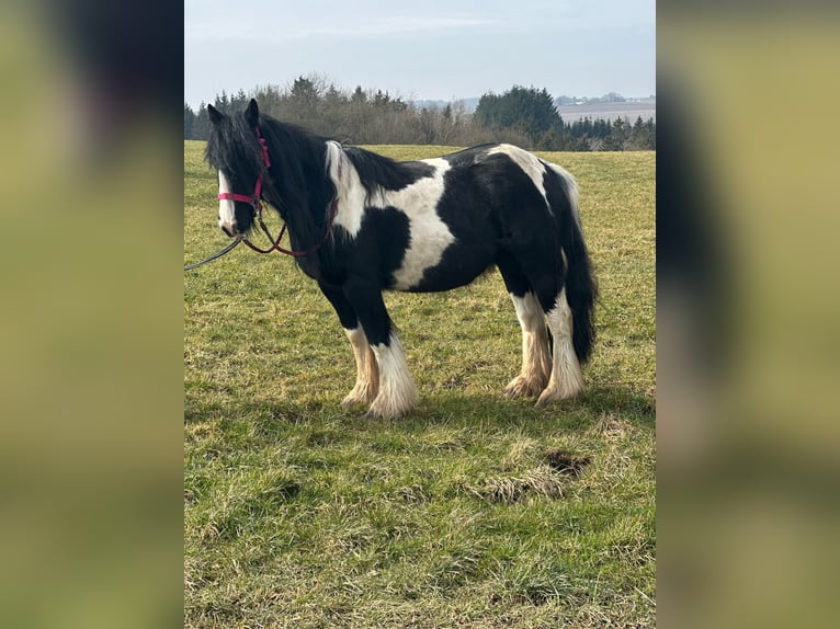 Cob Irlandese / Tinker / Gypsy Vanner Giumenta 7 Anni 120 cm Pezzato in Hillesheim