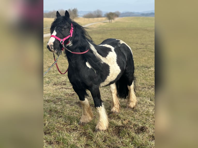 Cob Irlandese / Tinker / Gypsy Vanner Giumenta 7 Anni 120 cm Pezzato in Hillesheim