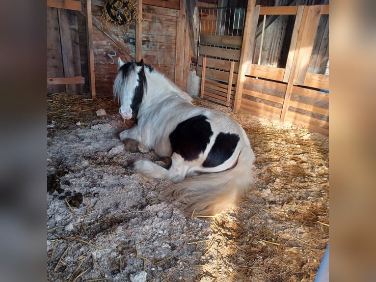 Cob Irlandese / Tinker / Gypsy Vanner Mix Giumenta 7 Anni 123 cm Pezzato in Wessobrunn