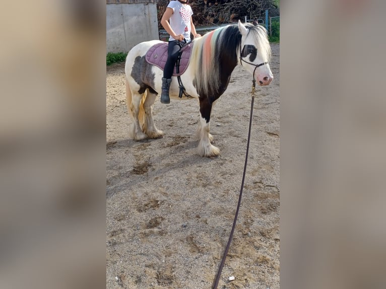 Cob Irlandese / Tinker / Gypsy Vanner Mix Giumenta 7 Anni 123 cm Pezzato in Wessobrunn