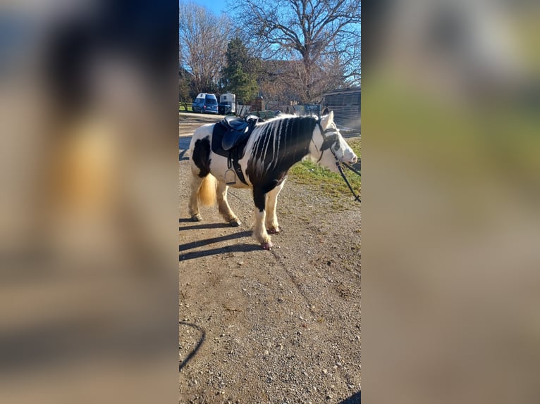 Cob Irlandese / Tinker / Gypsy Vanner Mix Giumenta 7 Anni 123 cm Pezzato in Wessobrunn