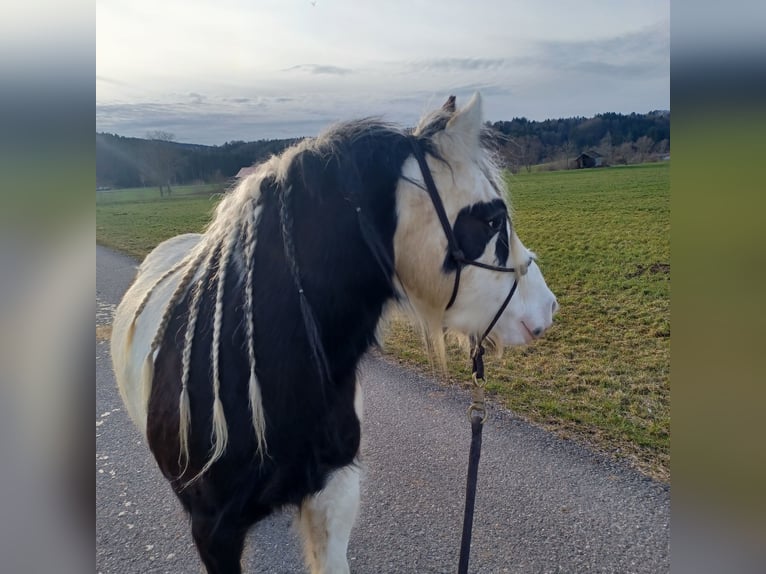 Cob Irlandese / Tinker / Gypsy Vanner Mix Giumenta 7 Anni 123 cm Pezzato in Wessobrunn