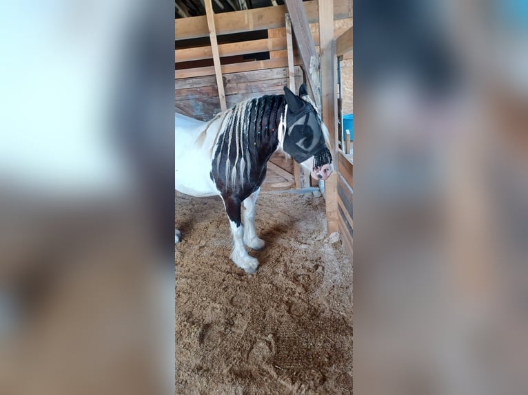 Cob Irlandese / Tinker / Gypsy Vanner Mix Giumenta 7 Anni 123 cm Pezzato in Wessobrunn