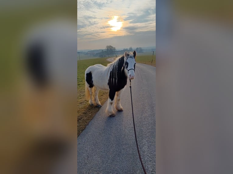 Cob Irlandese / Tinker / Gypsy Vanner Mix Giumenta 7 Anni 123 cm Pezzato in Wessobrunn