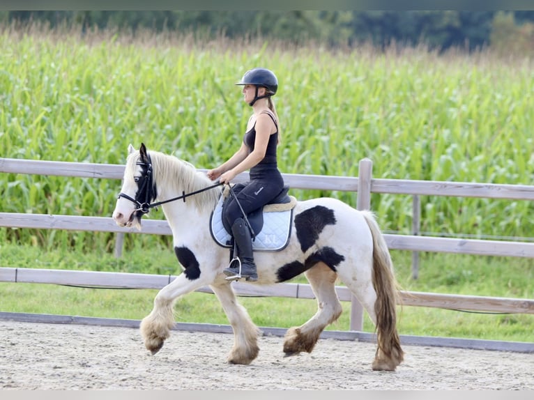 Cob Irlandese / Tinker / Gypsy Vanner Giumenta 7 Anni 125 cm Pezzato in Bogaarden