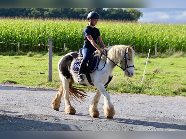 Cob Irlandese / Tinker / Gypsy Vanner Giumenta 7 Anni 125 cm Pezzato in Bogaarden