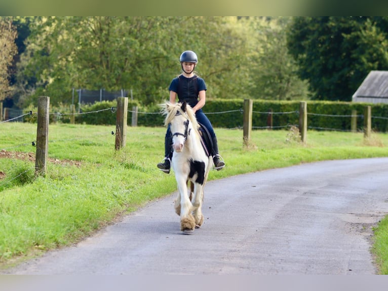 Cob Irlandese / Tinker / Gypsy Vanner Giumenta 7 Anni 125 cm Pezzato in Bogaarden