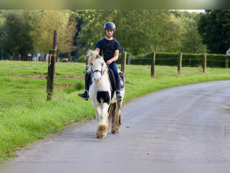 Cob Irlandese / Tinker / Gypsy Vanner Giumenta 7 Anni 125 cm Pezzato in Bogaarden