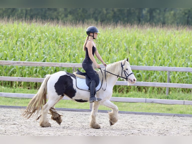 Cob Irlandese / Tinker / Gypsy Vanner Giumenta 7 Anni 125 cm Pezzato in Bogaarden