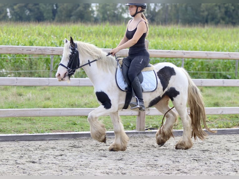 Cob Irlandese / Tinker / Gypsy Vanner Giumenta 7 Anni 125 cm Pezzato in Bogaarden