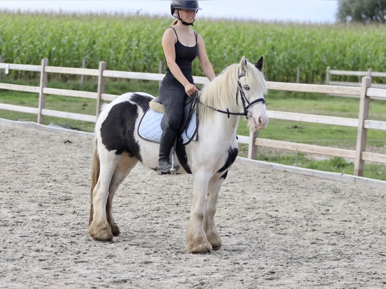 Cob Irlandese / Tinker / Gypsy Vanner Giumenta 7 Anni 125 cm Pezzato in Bogaarden