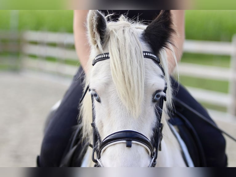 Cob Irlandese / Tinker / Gypsy Vanner Giumenta 7 Anni 125 cm Pezzato in Bogaarden