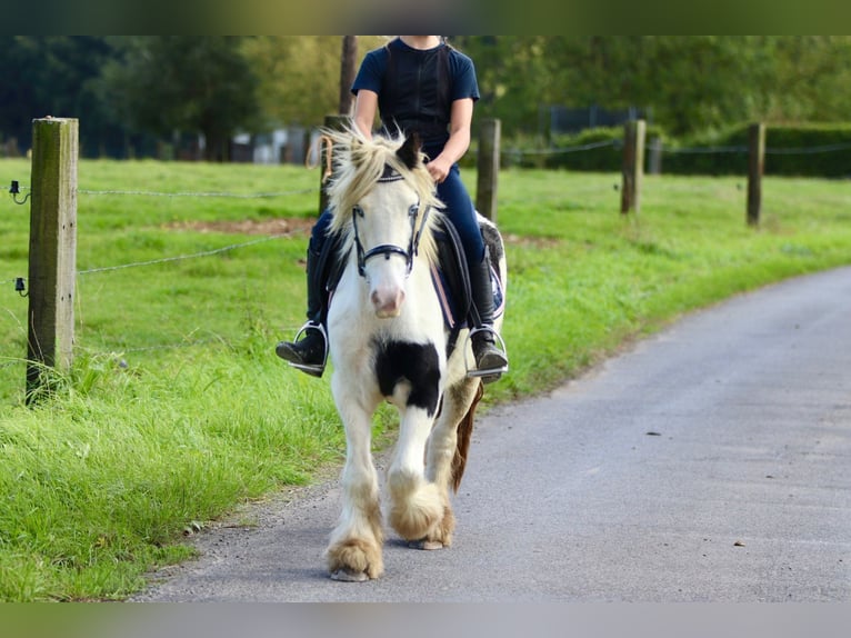 Cob Irlandese / Tinker / Gypsy Vanner Giumenta 7 Anni 125 cm Pezzato in Bogaarden