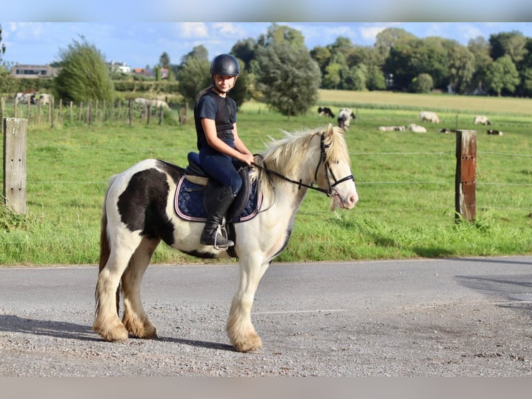 Cob Irlandese / Tinker / Gypsy Vanner Giumenta 7 Anni 125 cm Pezzato in Bogaarden