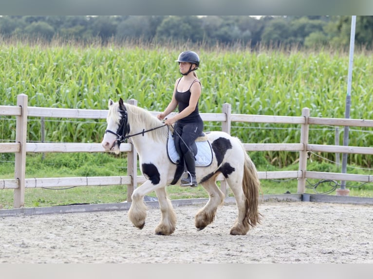 Cob Irlandese / Tinker / Gypsy Vanner Giumenta 7 Anni 125 cm Pezzato in Bogaarden