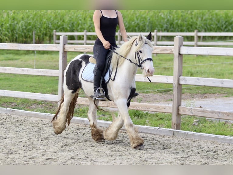 Cob Irlandese / Tinker / Gypsy Vanner Giumenta 7 Anni 125 cm Pezzato in Bogaarden