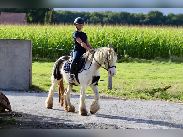 Cob Irlandese / Tinker / Gypsy Vanner Giumenta 7 Anni 125 cm Pezzato in Bogaarden