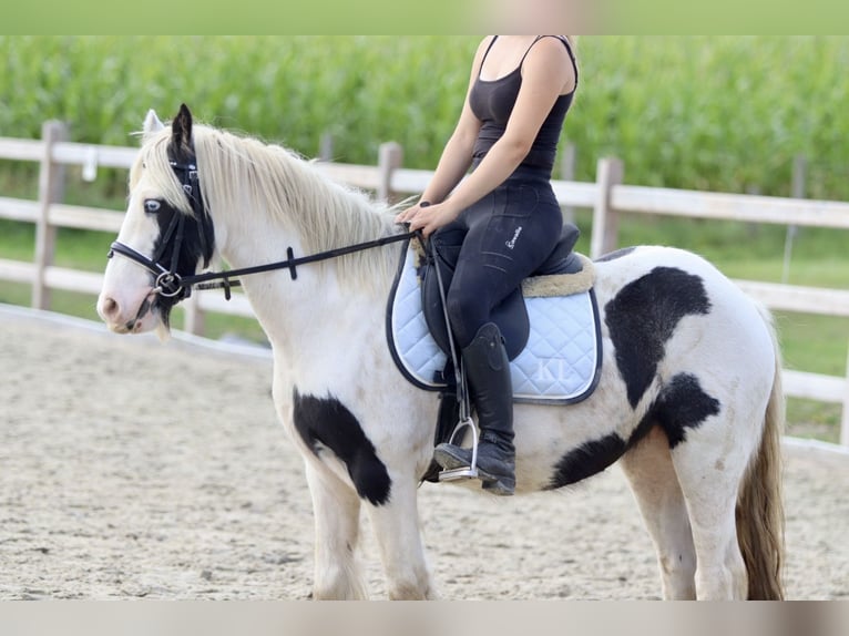 Cob Irlandese / Tinker / Gypsy Vanner Giumenta 7 Anni 125 cm Pezzato in Bogaarden