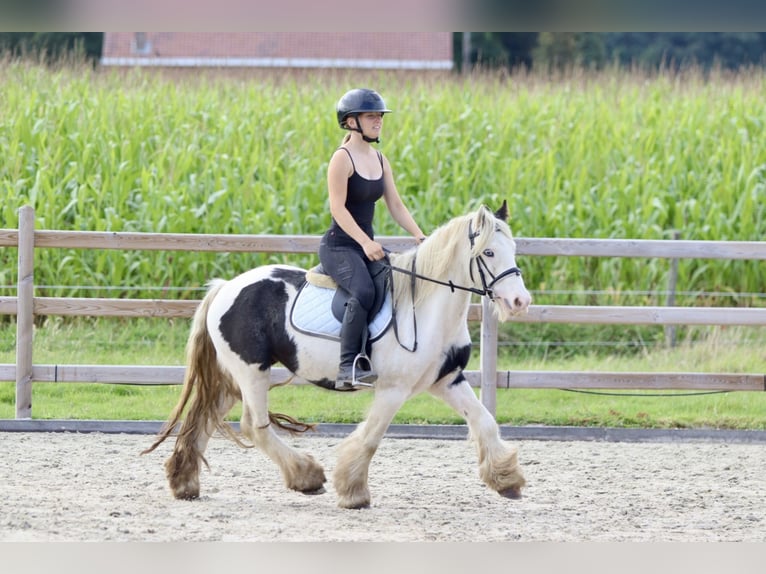 Cob Irlandese / Tinker / Gypsy Vanner Giumenta 7 Anni 125 cm Pezzato in Bogaarden