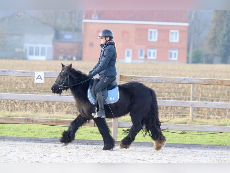 Cob Irlandese / Tinker / Gypsy Vanner Giumenta 7 Anni 126 cm Morello in Bogaarden