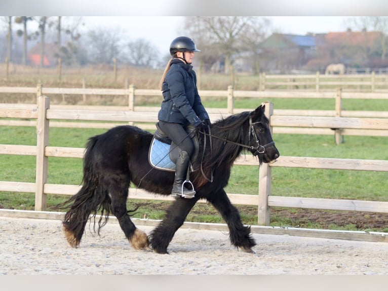 Cob Irlandese / Tinker / Gypsy Vanner Giumenta 7 Anni 126 cm Morello in Bogaarden