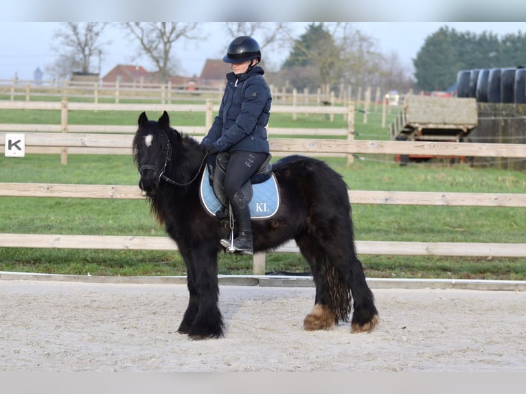 Cob Irlandese / Tinker / Gypsy Vanner Giumenta 7 Anni 126 cm Morello in Bogaarden