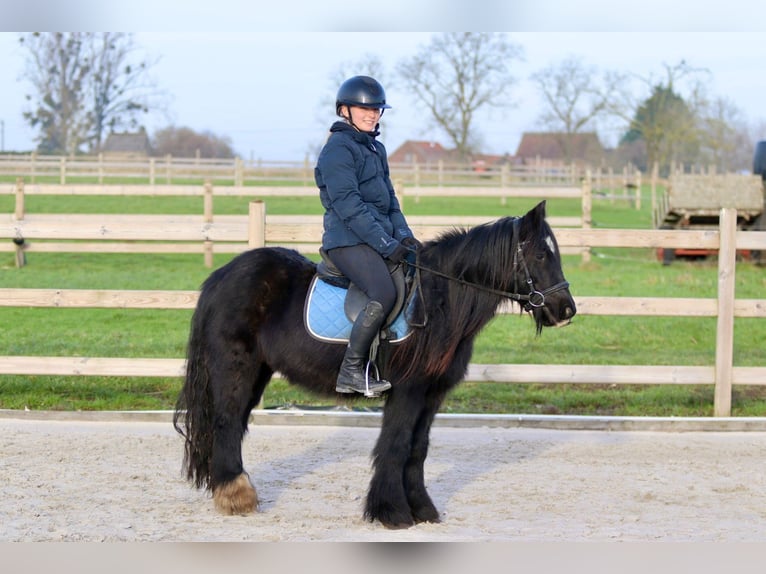 Cob Irlandese / Tinker / Gypsy Vanner Giumenta 7 Anni 126 cm Morello in Bogaarden