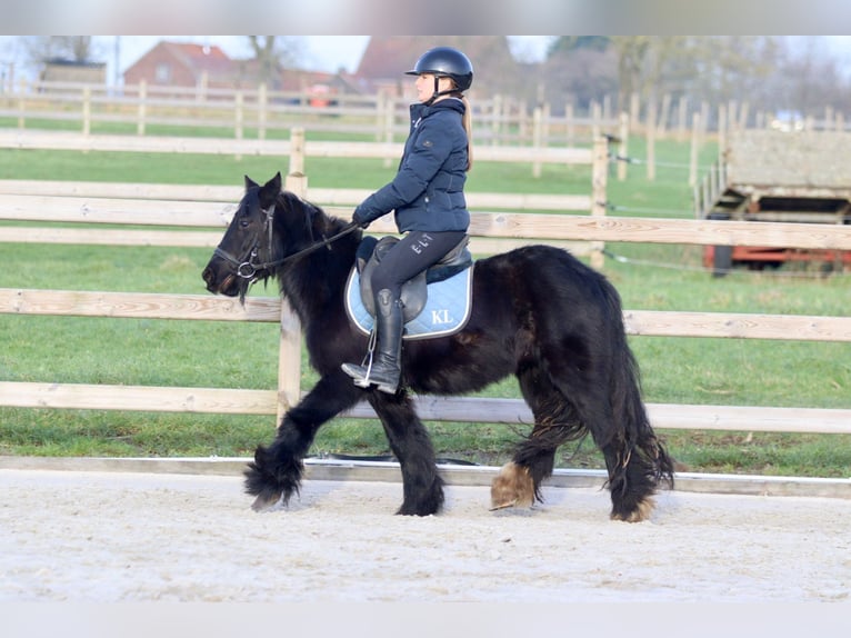 Cob Irlandese / Tinker / Gypsy Vanner Giumenta 7 Anni 126 cm Morello in Bogaarden