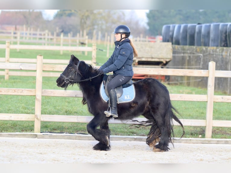 Cob Irlandese / Tinker / Gypsy Vanner Giumenta 7 Anni 126 cm Morello in Bogaarden