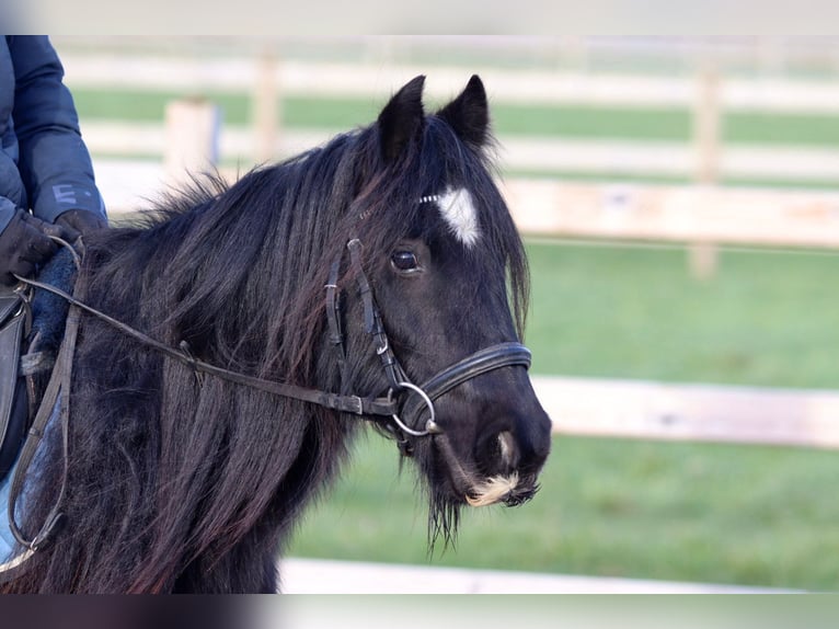 Cob Irlandese / Tinker / Gypsy Vanner Giumenta 7 Anni 126 cm Morello in Bogaarden