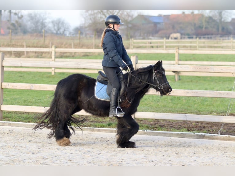 Cob Irlandese / Tinker / Gypsy Vanner Giumenta 7 Anni 126 cm Morello in Bogaarden