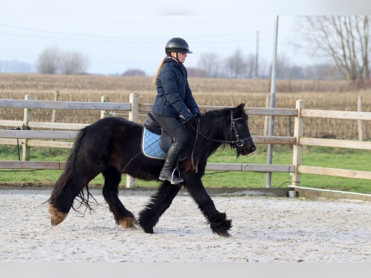 Cob Irlandese / Tinker / Gypsy Vanner Giumenta 7 Anni 126 cm Morello in Bogaarden