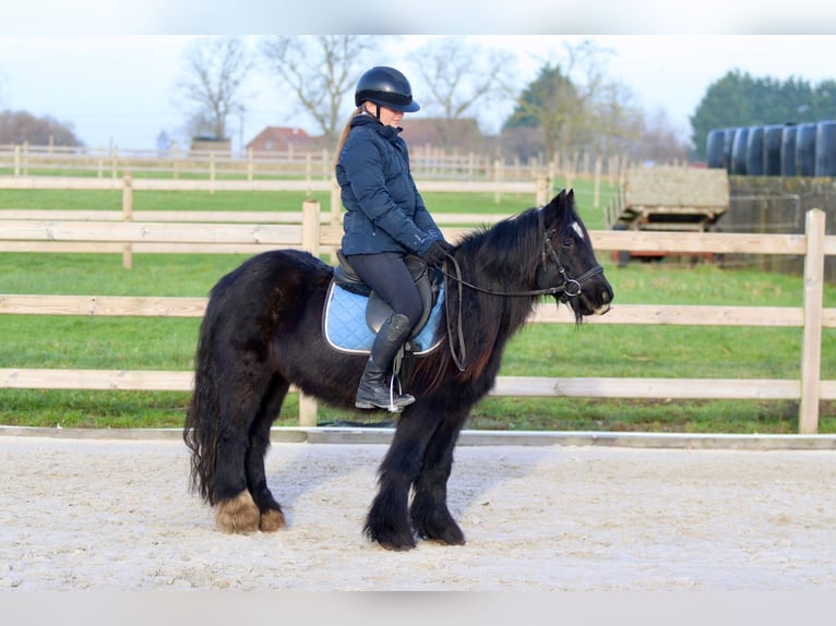 Cob Irlandese / Tinker / Gypsy Vanner Giumenta 7 Anni 126 cm Morello in Bogaarden