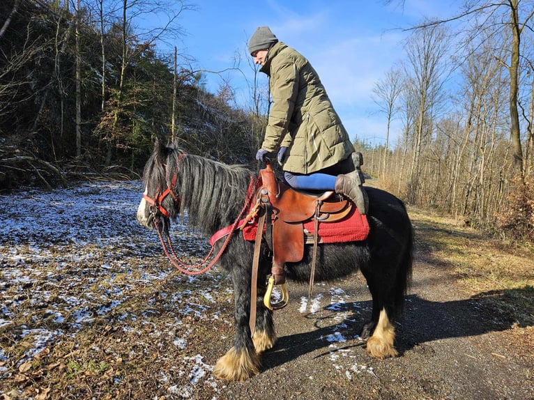 Cob Irlandese / Tinker / Gypsy Vanner Giumenta 7 Anni 128 cm Morello in Linkenbach