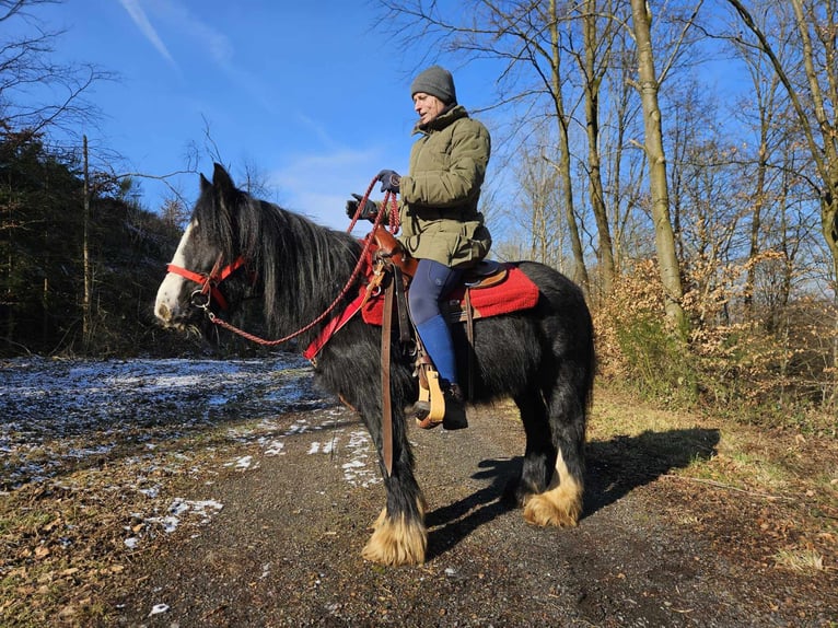 Cob Irlandese / Tinker / Gypsy Vanner Giumenta 7 Anni 128 cm Morello in Linkenbach