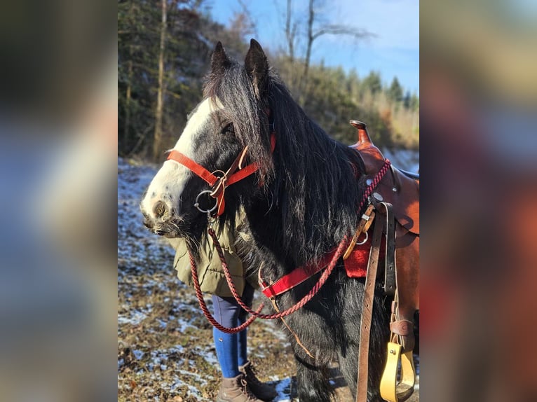 Cob Irlandese / Tinker / Gypsy Vanner Giumenta 7 Anni 128 cm Morello in Linkenbach