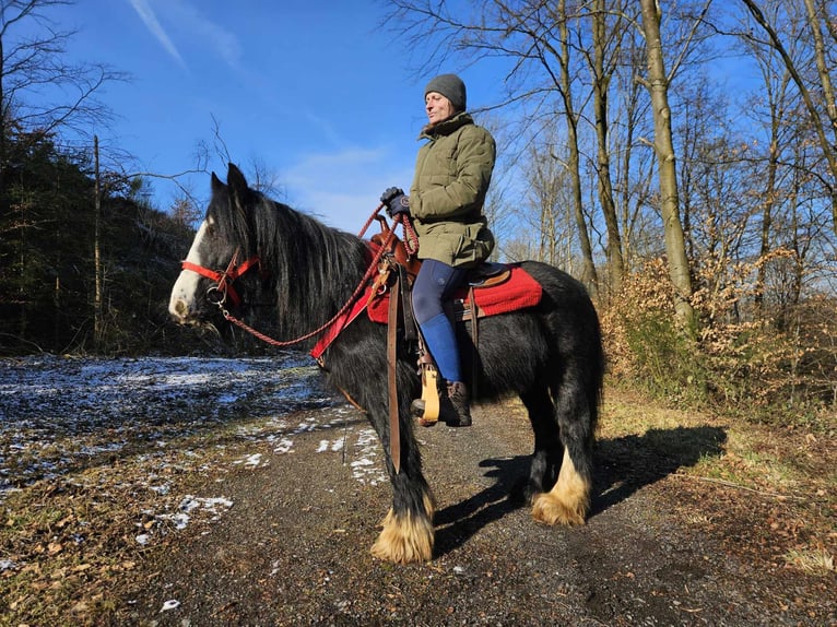 Cob Irlandese / Tinker / Gypsy Vanner Giumenta 7 Anni 128 cm Morello in Linkenbach