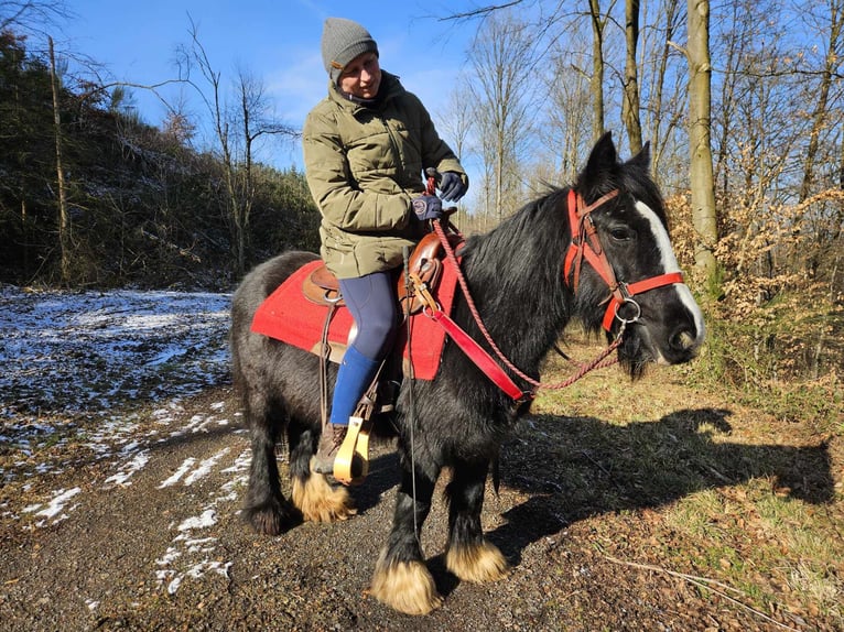 Cob Irlandese / Tinker / Gypsy Vanner Giumenta 7 Anni 128 cm Morello in Linkenbach