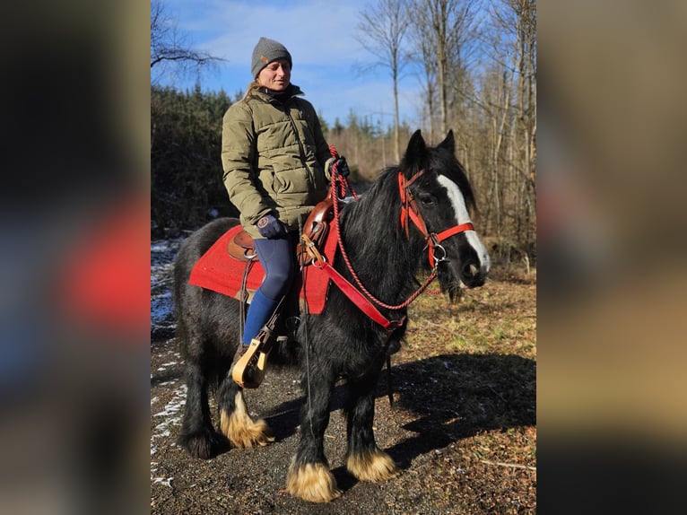 Cob Irlandese / Tinker / Gypsy Vanner Giumenta 7 Anni 128 cm Morello in Linkenbach