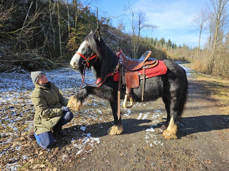 Cob Irlandese / Tinker / Gypsy Vanner Giumenta 7 Anni 128 cm Morello in Linkenbach