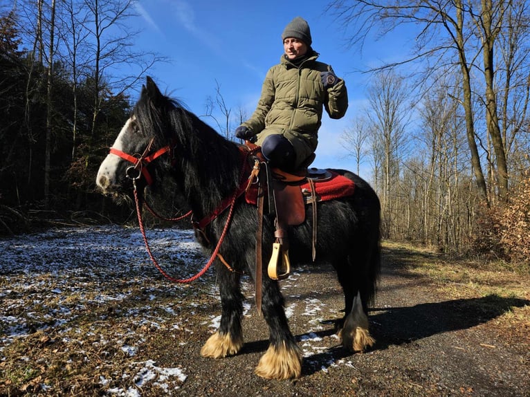 Cob Irlandese / Tinker / Gypsy Vanner Giumenta 7 Anni 128 cm Morello in Linkenbach