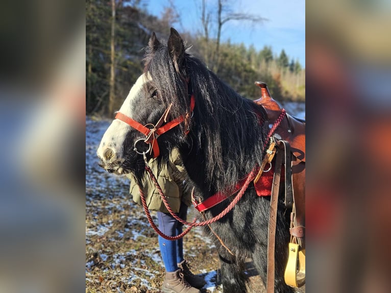 Cob Irlandese / Tinker / Gypsy Vanner Giumenta 7 Anni 128 cm Morello in Linkenbach