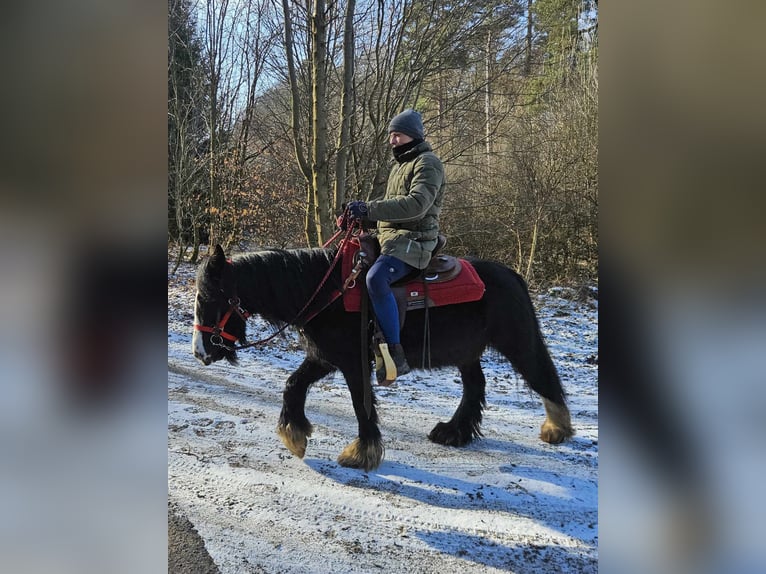 Cob Irlandese / Tinker / Gypsy Vanner Giumenta 7 Anni 128 cm Morello in Linkenbach