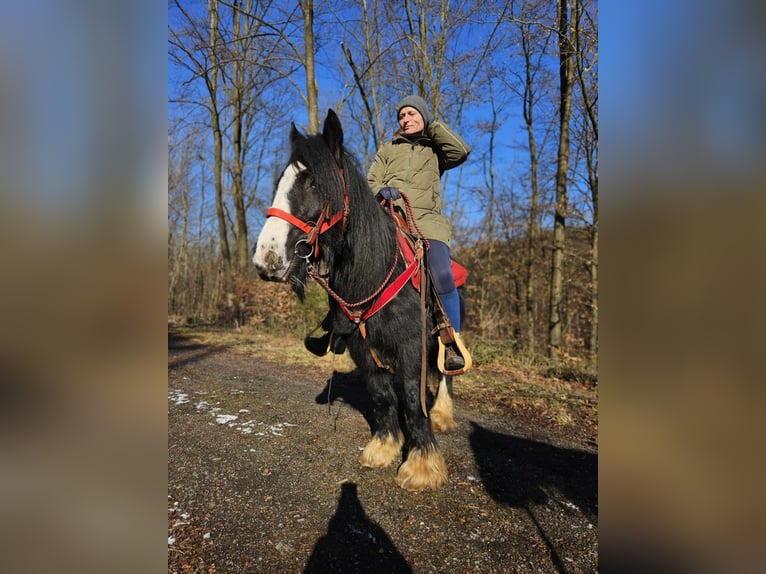 Cob Irlandese / Tinker / Gypsy Vanner Giumenta 7 Anni 128 cm Morello in Linkenbach