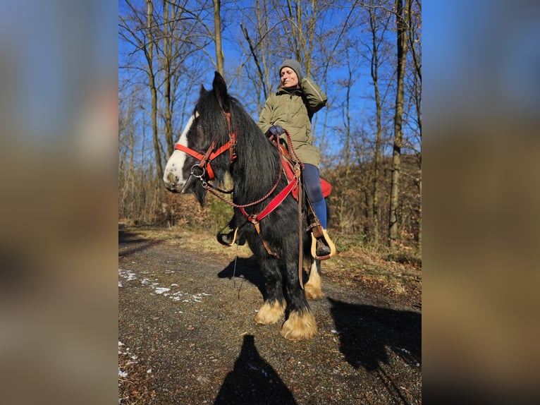 Cob Irlandese / Tinker / Gypsy Vanner Giumenta 7 Anni 128 cm Morello in Linkenbach