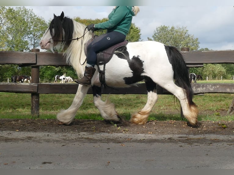 Cob Irlandese / Tinker / Gypsy Vanner Giumenta 7 Anni 128 cm Pezzato in Lathen