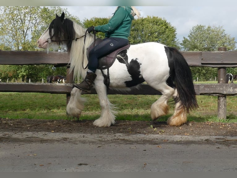 Cob Irlandese / Tinker / Gypsy Vanner Giumenta 7 Anni 128 cm Pezzato in Lathen