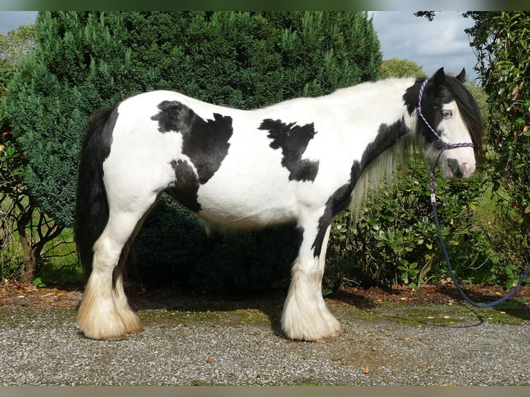 Cob Irlandese / Tinker / Gypsy Vanner Giumenta 7 Anni 128 cm Pezzato in Lathen