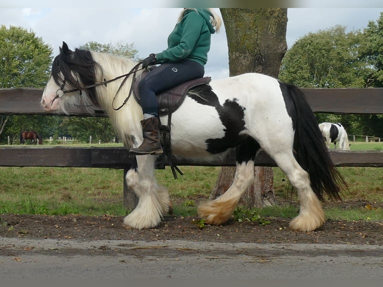 Cob Irlandese / Tinker / Gypsy Vanner Giumenta 7 Anni 128 cm Pezzato in Lathen